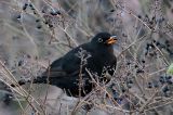 20150117_Merel_Assen