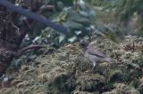 20180126_Zwartkeellijster_Scheemda_1