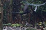 20180126_Zwartkeellijster_Scheemda_2