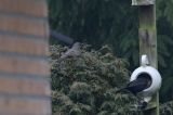 20180126_Zwartkeellijster_Scheemda_4
