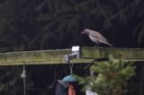 20180126_Zwartkeellijster_Scheemda_5