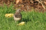 20190218_Zwartkeellijster_Coevorden_01