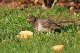 20190218_Zwartkeellijster_Coevorden_03