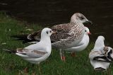 20061220_Baltische_Mantelmeeuw_Groningen_02