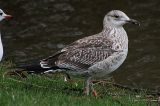 20061220_Baltische_Mantelmeeuw_Groningen_03