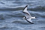 20171029_Drieteenmeeuw_Lauwersoog