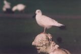 19950309_Kleine_Burgemeester_Groningen_Koen_Vogt