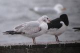 20040312_Ringsnavelmeeuw_Hoornse-Meer-2