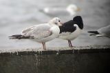 20040312_Ringsnavelmeeuw_Hoornse-Meer