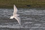 20110424_Ross_Meeuw_Numansdorp_vliegend