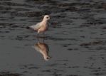 20110424_Ross_Meeuw_numansdorp_2