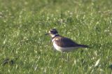 20050505_Killdeerplevier_RottigeMeenthe