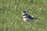 20050505_Killdeerplevier_RottigeMeenthe_02