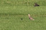 20170528_Steppekievit_Noordlaren