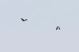 20170528_Steppekievit_Noordlaren_2