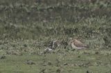 20160522_Woestijnplevier_Lauwerpolder_01-sharpen-focus
