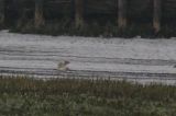 20160522_Woestijnplevier_Lauwerpolder_03
