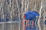 20211219_Purperkoet_Alblasserdam_01