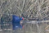 20211219_Purperkoet_Alblasserdam_03