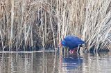 20211219_Purperkoet_Alblasserdam_05