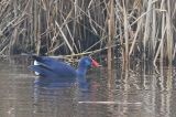 20211219_Purperkoet_Alblasserdam_07