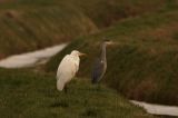 20080103_Grote_zilverreiger_Hunzedal