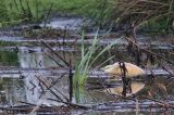 20160603_Ralreiger_Onlanden_01
