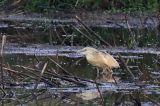 20160603_Ralreiger_Onlanden_03