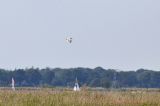 20170611_Ralreiger_Wolfsbarge