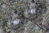 20131012_Struikrietzanger_Texel