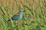 20110710_Scharrelaar_Zuidland