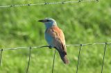 20110710_Scharrelaar_Zuidland_02