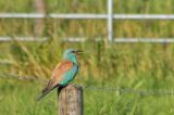 20110710_Scharrelaar_Zuidland_03