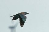 20110710_Scharrelaar_Zuidland_06