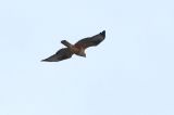 20130926_Arendbuizerd_Maasvlakte