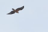 20130926_Arendbuizerd_Maasvlakte_1