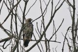 20171009_Keizerarend_Staphorst_01