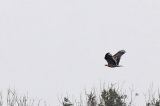 20171009_Keizerarend_Staphorst_02