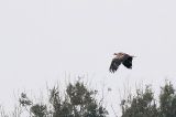 20171009_Keizerarend_Staphorst_03