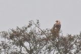 20171009_Keizerarend_Staphorst_06
