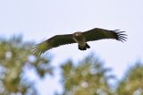 20211004_Schreeuwarend_Waspik_03