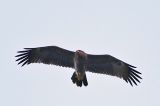 20211004_Schreeuwarend_Waspik_04