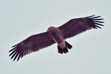 20211004_Schreeuwarend_Waspik_05