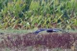 20211004_Schreeuwarend_Waspik_09