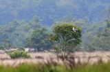 20150712_Slangenarend_Fochteloerveen