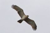 20170604_Slangenarend_Baloërveld