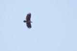 20140419_Zeearend_Fochteloerveen_02