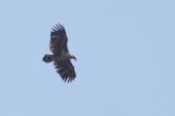 20140419_Zeearend_Fochteloerveen_03