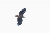 20170514_Zeearend_FL22
