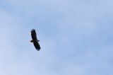 20210423_Zeearend_Spier